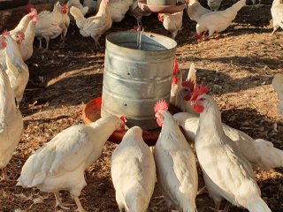 Criação de galinhas caipiras