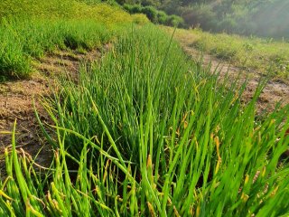 Projeto Fomento Agro - Assentamento Pastorinhas - Outubro de 2022