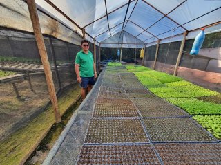 Produtor na estufa de mudas de hortaliças hidropônicas