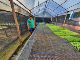 Produtor na estufa de mudas de hortaliças hidropônicas