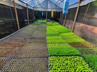Projeto Fomento Agro - Hidroponia Águas Claras - Outubro de 2022