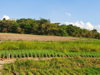 Plantação agrofloresta