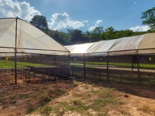 Estufas de hortaliças hidropônicas Águas Claras