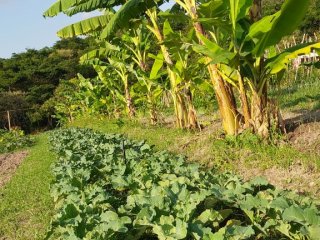 Cultivo em agrofloresta