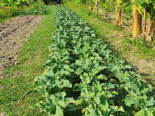 Projeto Fomento Agro - Assentamento Pastorinhas - Outubro de 2022