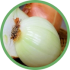 Cebola