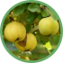 marmelo