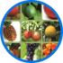 perfil fruticultura