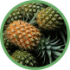 Abacaxi