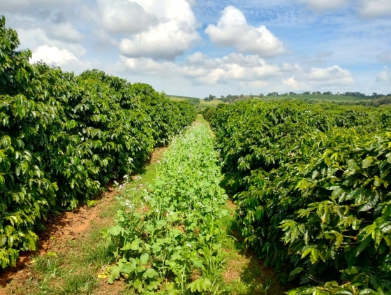 Foto de lavoura de café