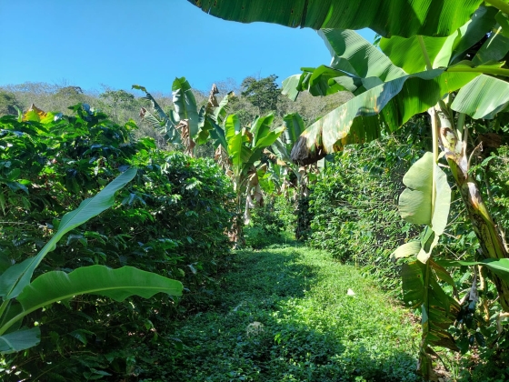 Imagem de plantio consorciado de banana e café