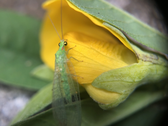 inseto em cima de uma flor
