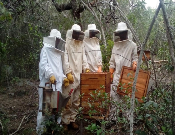 Quatro apicultores paramentados seguram caixas de abelhas e outros instrumentos de trabalho