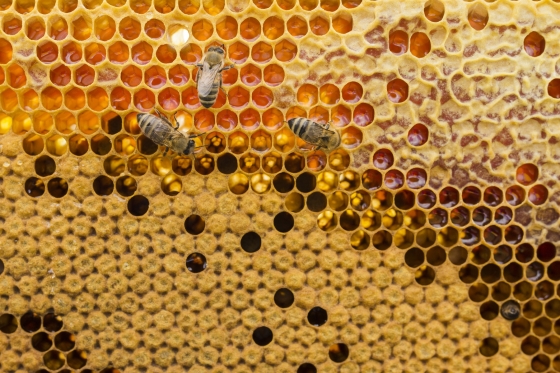 Foto mostra abelhas produzindo mel na colmeia