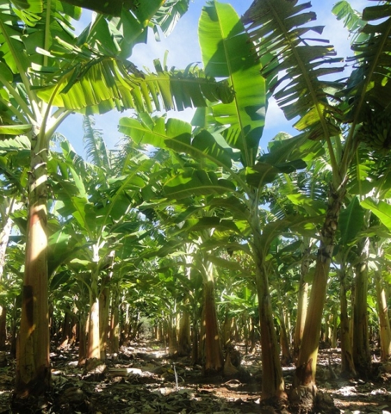 Bananeiras