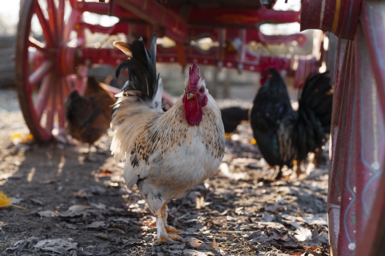 Foto de três aves em um quintal. Um galo branco em primeiro plano, um galo preto e uma galinha marrom ao fundo.