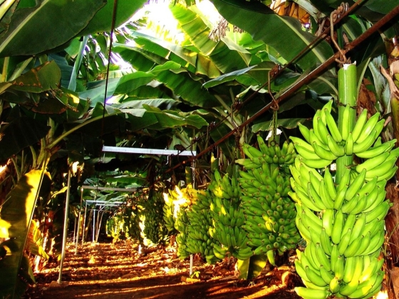 Foto mostra cultivo comercial de banana no Norte de Minas