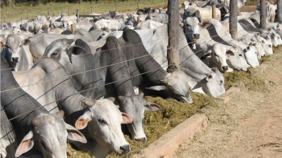 diversos bois dentro de uma cerca comendo capim