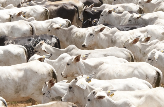 Foto de aglomeração de bovinos