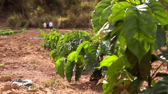 Projeto testa adaptabilidade de cultivares de café Conilon em Minas -  Muzambinho.com