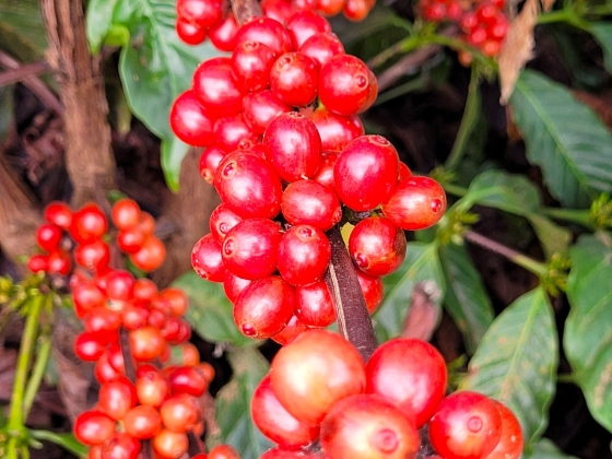 Foto de café Conilon em plano detalhe 