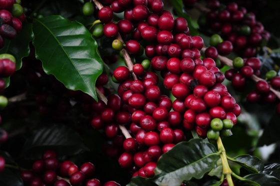 plantação de café