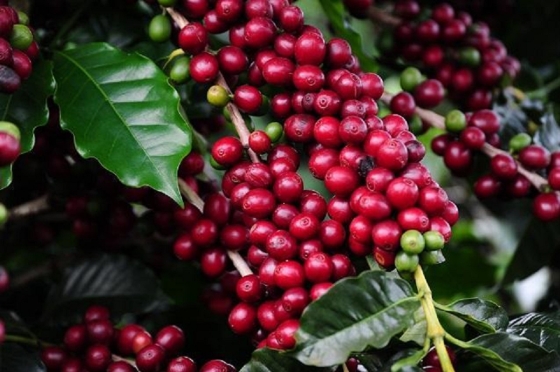 Pé de café carregado de grãos vermelhos