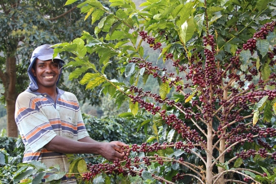 cafeicultor no lado esquerdo da imagem e uma plantação de café a sua direita