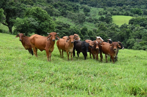 Rebanho bovino pasta ao ar livre em terreno montanhoso