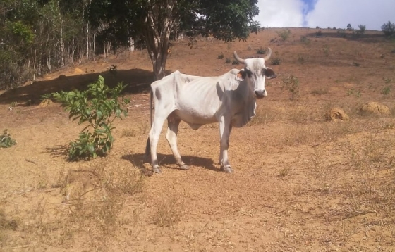 Gado no pasto