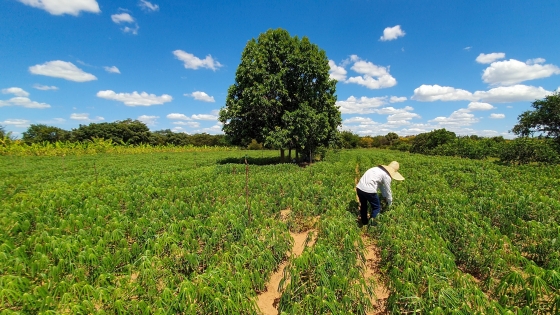 Agricultor familiar trabalha em plantação com uma árvore e céu azul ao fundo
