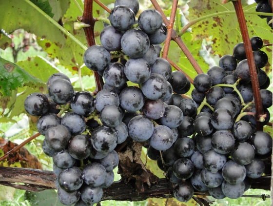 cacho de uvas