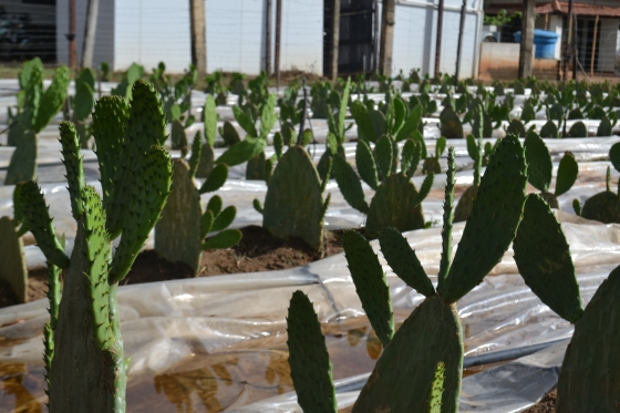 Imagem de palma forrageira