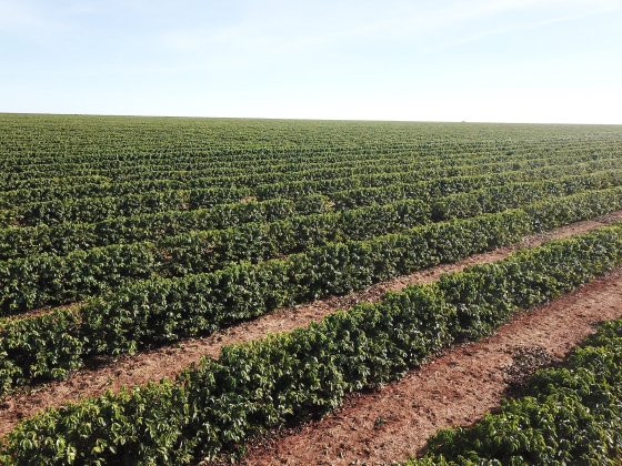 Foto de plantação de café no Cerrado Mineiro sob o céu azul