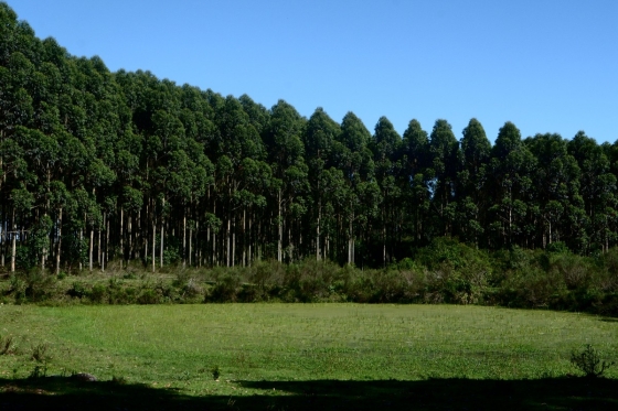 Foto mostra plantio de eucalipto