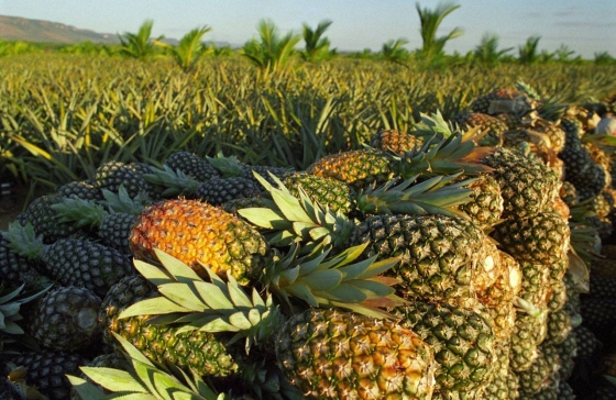 Foto de uma plantação de abacaxi