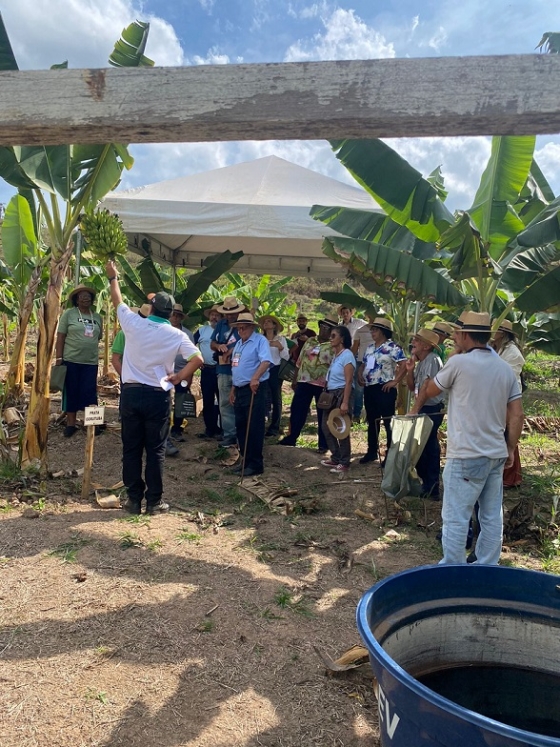 Foto mostra Dia de Campo sobre cultivo de banana, reunindo produtores e técnicos da Emater-MG