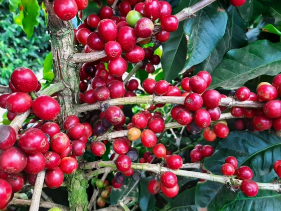 Novidades Fundação Procafé
