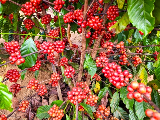 plantação de café com os tons avermelhados