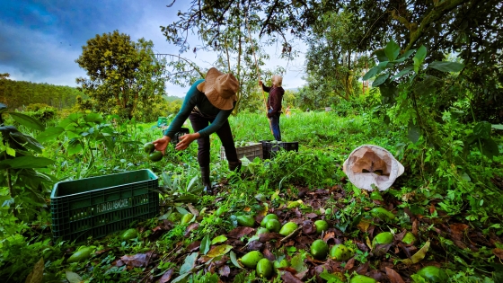 Dois funcionários colhem abacates em plantação.