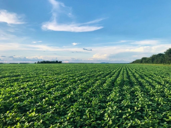grande plantação verde com céu azul acima