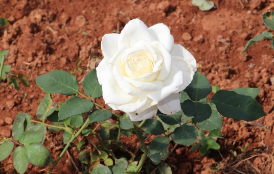 flor branca no centro da imagem com suas folhas verdes e o fundo com terra marrom