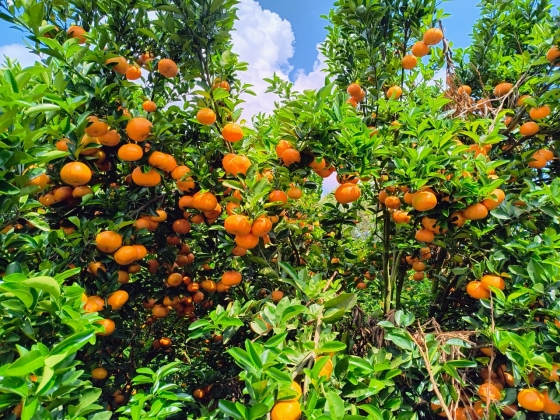 Pé de laranja carregado