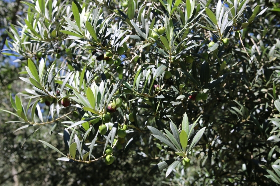 Oliveiras