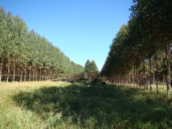 Imagem da tecnologia de integração Lavoura Pecuária e Floresta - ILPF