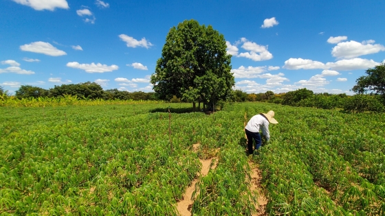 lavrador no meio de uma plantação 