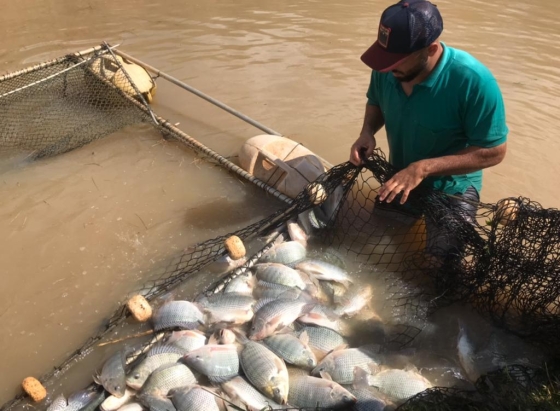 piscicultor utilizando sua rede para prender os peixes dentro do rio