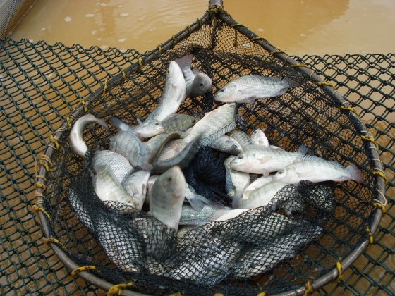 peixes dentro da rede de pescar