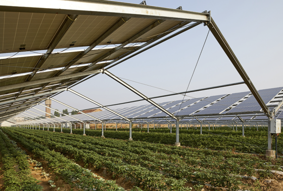 placas solares em cima da plantação