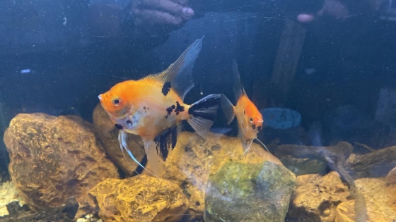 peixe dentro de um aquário